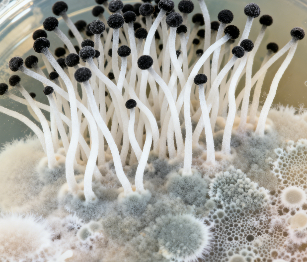 熒光定量真菌毒素檢測儀